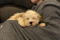 Carter, a male Lhasa Apso for sale in Buffalo, MO – 8 of 10