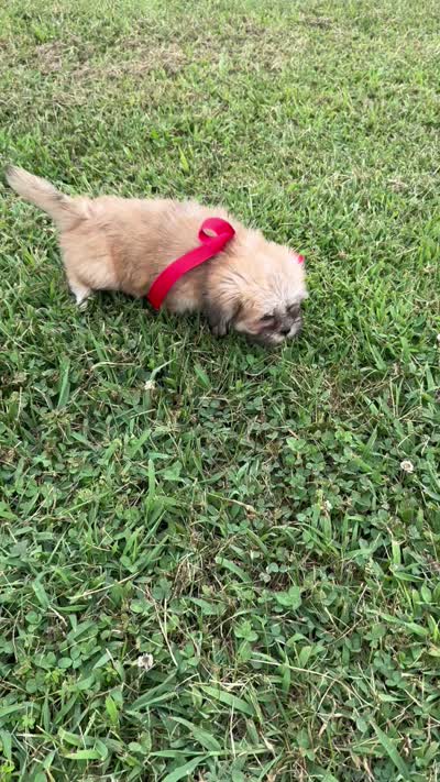 Callie, a female Lhasa Apso for sale in Buffalo, MO – 6 of 6