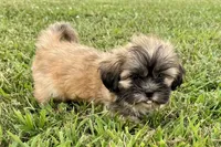 Camilla, a female Lhasa Apso for sale in Buffalo, MO – 2 of 7