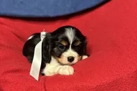 Ralyn , a female Cavalier King Charles Spaniel for sale in Buffalo, MO – 4 of 9