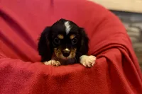 Maverick, a male Cavalier King Charles Spaniel for sale in Buffalo, MO – 7 of 10