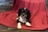 Maverick, a male Cavalier King Charles Spaniel for sale in Buffalo, MO – 3 of 10