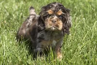 Rusty, a male Cocker Spaniel for sale in Buffalo, MO – 5 of 10