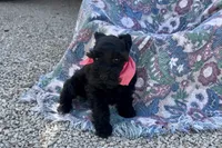 AKC Ariel, a female Miniature Schnauzer for sale in Buffalo, MO – 5 of 10
