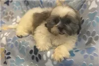 Twix, a male Lhasa Apso for sale in Buffalo, MO – 2 of 6