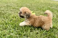 Capri, a female Lhasa Apso for sale in Buffalo, MO – 8 of 9