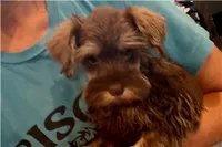 Chica, a female Miniature Schnauzer for sale in Buffalo, MO – 6 of 9