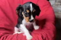 Ryan, a male Cavalier King Charles Spaniel for sale in Buffalo, MO – 6 of 10