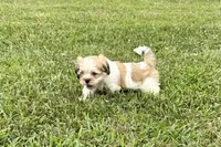 Carter, a male Lhasa Apso for sale in Buffalo, MO – 3 of 10