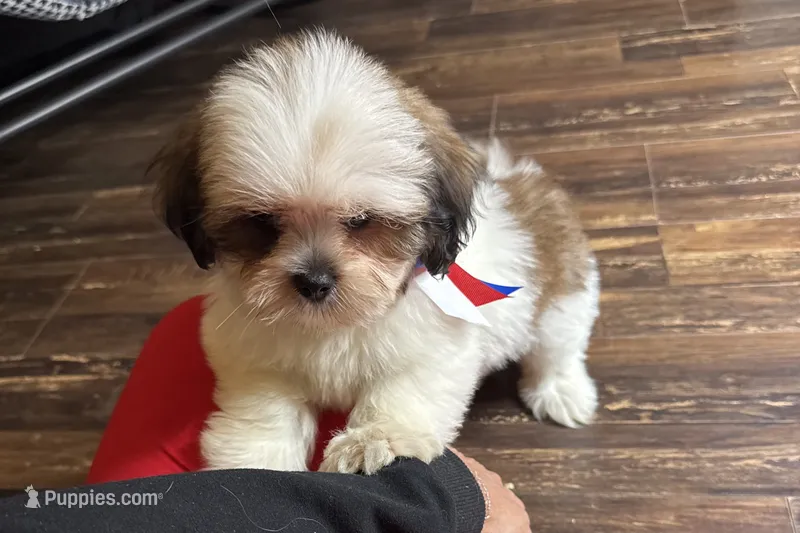 Luna- AKC Champion Bloodlines – Lhasa Apso puppy for sale in Buffalo, MO