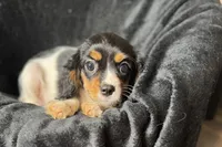 Rhett, a male Cavalier King Charles Spaniel for sale in Buffalo, MO – 9 of 9