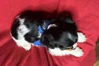 Rhett, a male Cavalier King Charles Spaniel for sale in Buffalo, MO – 2 of 10