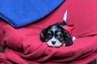 Renley, a female Cavalier King Charles Spaniel for sale in Buffalo, MO – 4 of 9