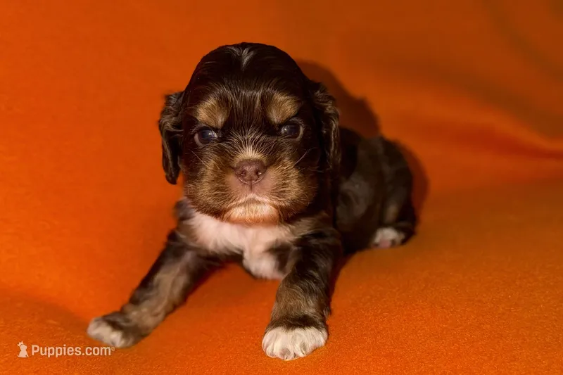 Bluey – Cocker Spaniel puppy for sale in Buffalo, MO