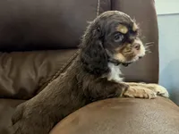 Bluey, a male Cocker Spaniel for sale in Buffalo, MO – 4 of 7