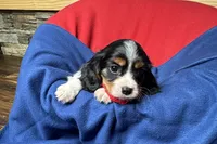 Ryder, a male Cavalier King Charles Spaniel for sale in Buffalo, MO – 10 of 10
