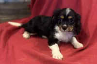 Maverick, a male Cavalier King Charles Spaniel for sale in Buffalo, MO – 10 of 10