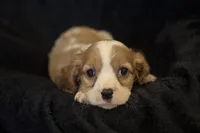 Maggie, a female Cavalier King Charles Spaniel for sale in Buffalo, MO – 3 of 8