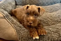 Eric, a male Miniature Schnauzer for sale in Buffalo, MO – 9 of 9
