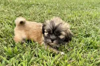 Camilla, a female Lhasa Apso for sale in Buffalo, MO – 4 of 7