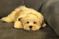Carter, a male Lhasa Apso for sale in Buffalo, MO – 3 of 10