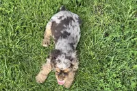 Rusty - Blue Eyes/ AKC Champion Background, a male Cocker Spaniel for sale in Buffalo, MO – 9 of 10