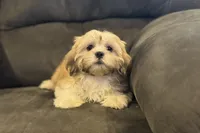 Capri, a female Lhasa Apso for sale in Buffalo, MO – 8 of 10
