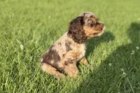 Rusty - Blue Eyes/ AKC Champion Background, a male Cocker Spaniel for sale in Buffalo, MO – 4 of 10