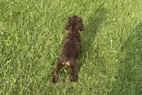 Bingo - AKC Champion Background, a male Cocker Spaniel for sale in Buffalo, MO – 7 of 8