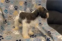 Chippy, a male Miniature Schnauzer for sale in Buffalo, MO – 4 of 6