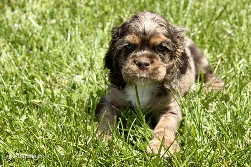 Lucky – Cocker Spaniel puppy for sale in Buffalo, MO