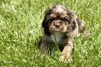 Lucky, a male Cocker Spaniel for sale in Buffalo, MO – 1 of 5