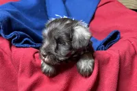 Evan, a male Miniature Schnauzer for sale in Buffalo, MO – 6 of 9