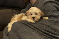 Carter, a male Lhasa Apso for sale in Buffalo, MO – 9 of 10