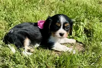 Pyper, a female Cavalier King Charles Spaniel for sale in Buffalo, MO – 5 of 8