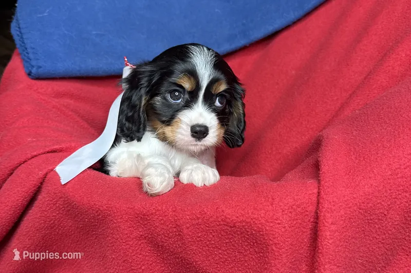 Ralyn  – Cavalier King Charles Spaniel puppy for sale in Buffalo, MO