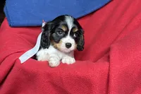 Ralyn , a female Cavalier King Charles Spaniel for sale in Buffalo, MO – 1 of 9