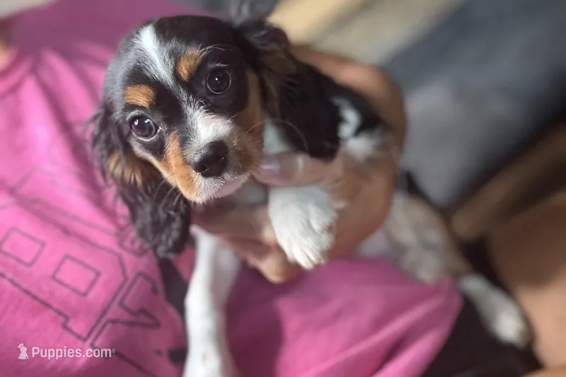 Ryan – Cavalier King Charles Spaniel puppy for sale in Buffalo, MO