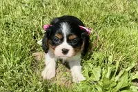 Pyper, a female Cavalier King Charles Spaniel for sale in Buffalo, MO – 2 of 8