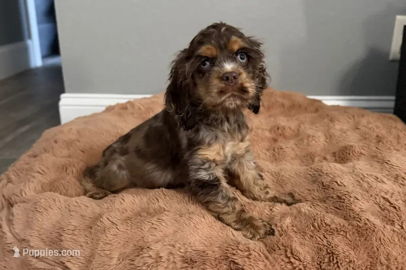 Snickers - AKC Champion Background – Cocker Spaniel puppy for sale in Buffalo, MO