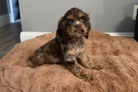 Snickers - AKC Champion Background, a male Cocker Spaniel for sale in Buffalo, MO – 1 of 8