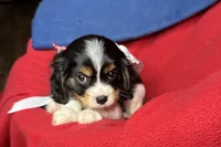 Ralyn , a female Cavalier King Charles Spaniel for sale in Buffalo, MO – 7 of 9