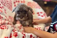 Chiquita, a female Miniature Schnauzer for sale in Buffalo, MO – 6 of 6
