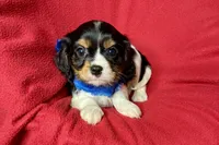 Rhett, a male Cavalier King Charles Spaniel for sale in Buffalo, MO – 7 of 10