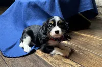 Russ, a male Cavalier King Charles Spaniel for sale in Buffalo, MO – 5 of 9