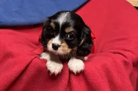 Renley, a female Cavalier King Charles Spaniel for sale in Buffalo, MO – 7 of 9