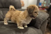 Georgie, a male Lhasa Apso for sale in Buffalo, MO – Photo 10 of 10