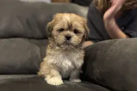 Georgie, a male Lhasa Apso for sale in Buffalo, MO – Photo 1 of 10