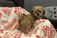 Georgie, a male Lhasa Apso for sale in Buffalo, MO – Photo 4 of 10