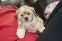 Georgie, a male Lhasa Apso for sale in Buffalo, MO – Photo 2 of 10